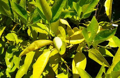 hojas amarillas del limonero|Hojas amarillas en limón: causas y cómo salvarlo